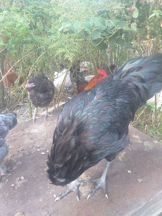 Vând cocos Marans și Australorp