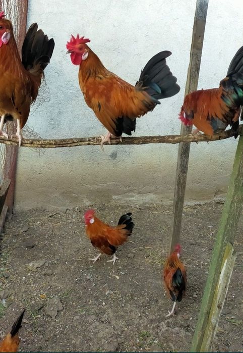 Cocoșel și găinușe pitic