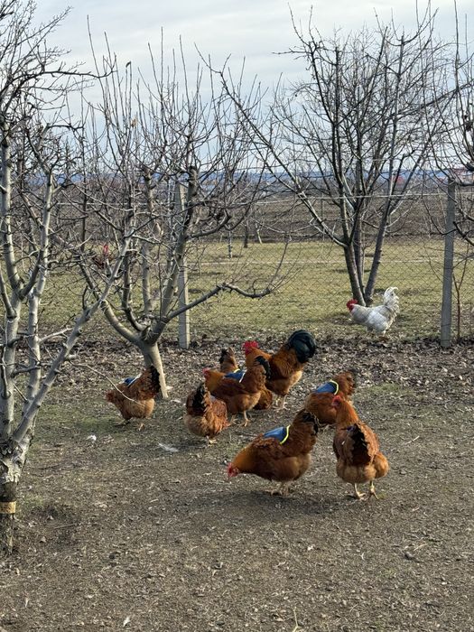 Oua New Hampshire Red pentru incubat