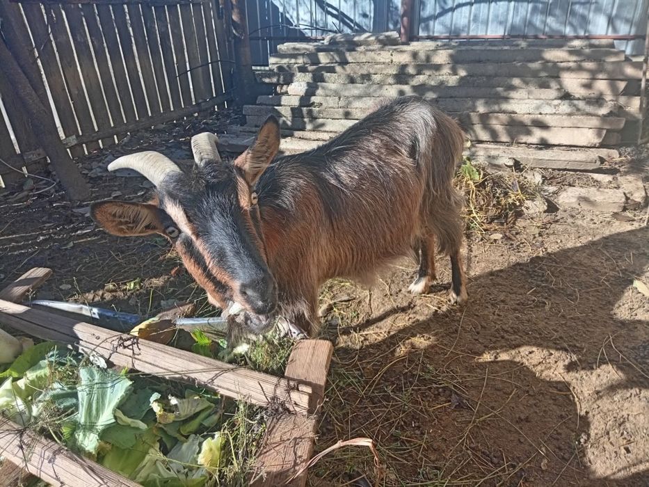 Capre de vânzare  în Pâncești Sascut