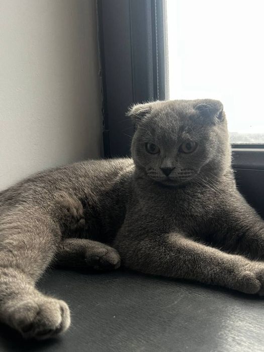 Мушук аклли Scottish fold