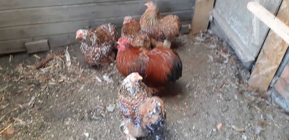 Familie cochinchina pitic porțelan