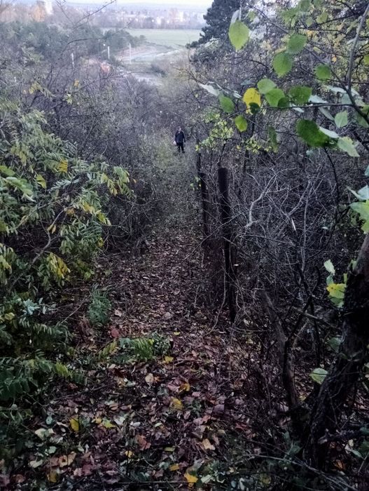 Executam lucrări de defrișat terenuri ,cosit iarba ,tăiat copaci