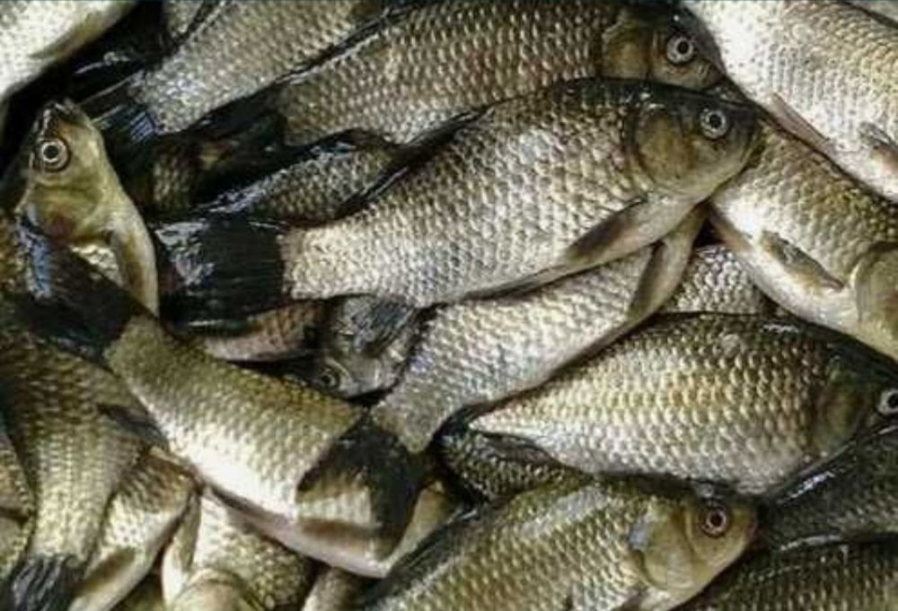 Живец карасик 4-5 см (50тг)