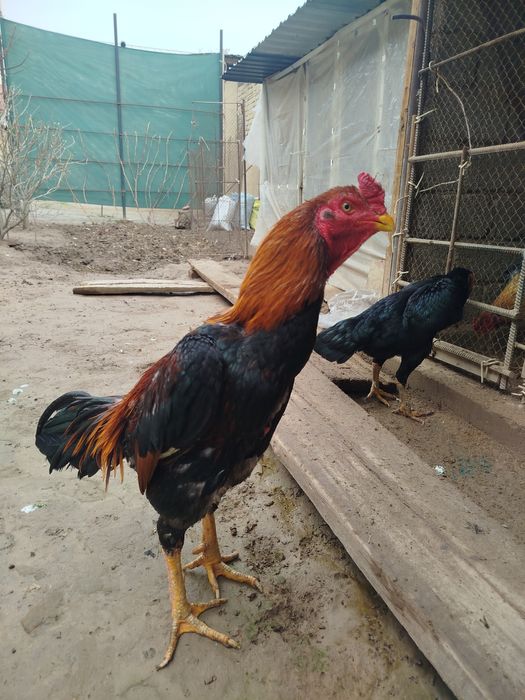 Dakan xoroz sotiladi