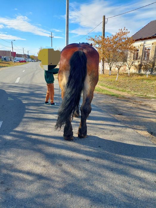 Harmasar foarte bland