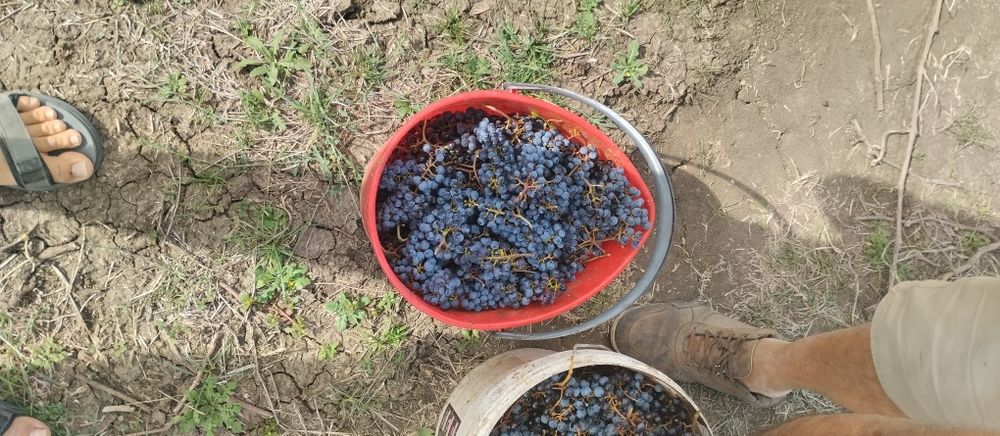 Продавам лозе сорт Каберне гр.Поморие