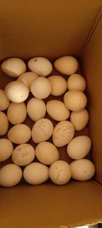 Oua de curca pentru reproducere