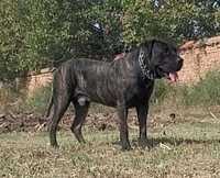 Mascul Dogo Presa Canario cu pedigree Giurgiu