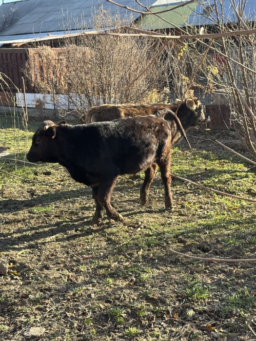 Продается бычок с телкой