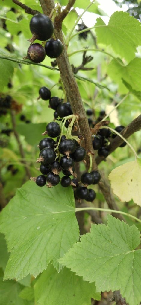 Coacăze negre cultură proprie- nestropite