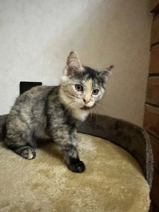 Отдадим котенка в хорошие руки