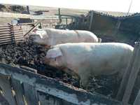 СКО Продам свиноматок живьём