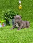 Amstaff din parinti de exceptie cu pedigree