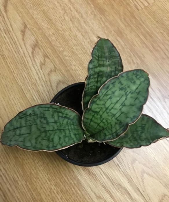 Отдам красивый цветок