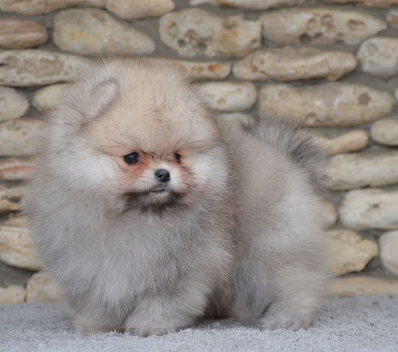 Fetita pomeranian mini/toy!