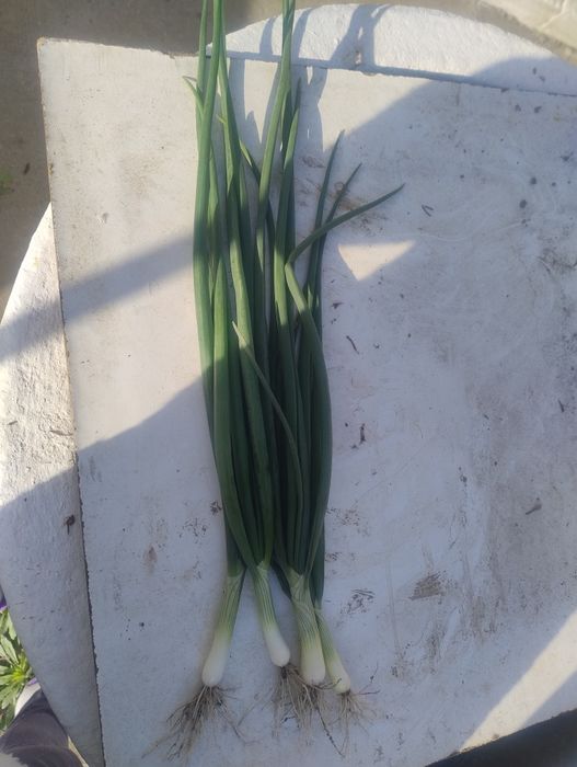 Vând ceapă verde 1,5 lei legătura