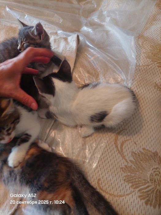 Котята в добрые руки