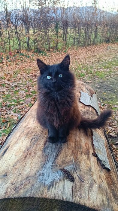 Pisicute își caută stăpân