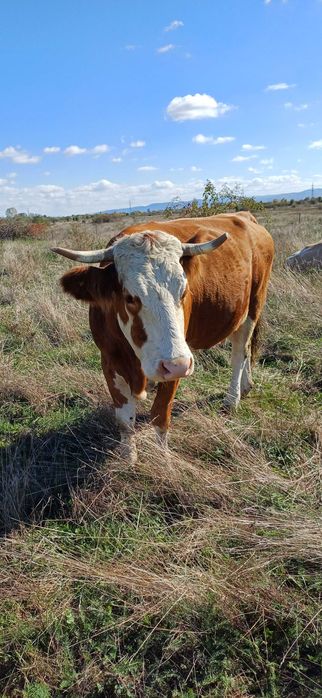 Vaca de vanzare..