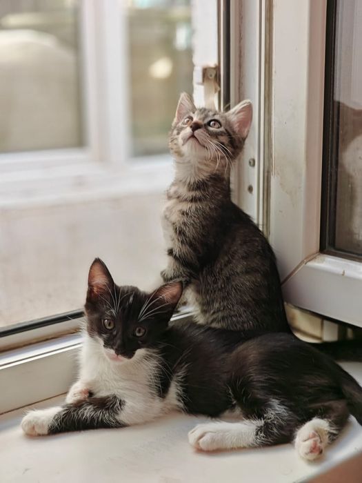 Отдам котят в хорошие руки