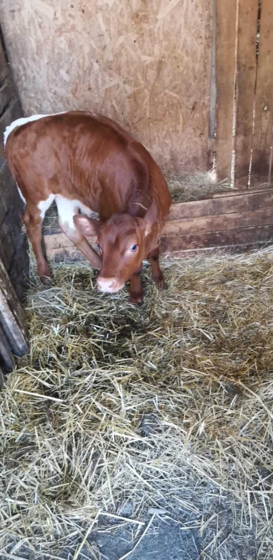 Vand vitea baltata