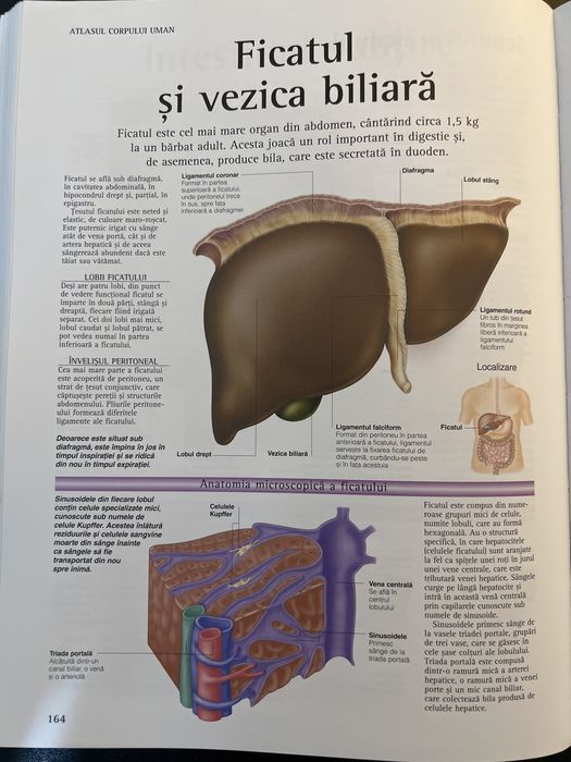 Atlasul corpului uman Corint