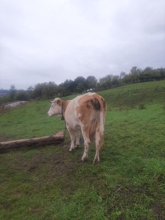 Vand vaca de 6 ani afata în 6 luni