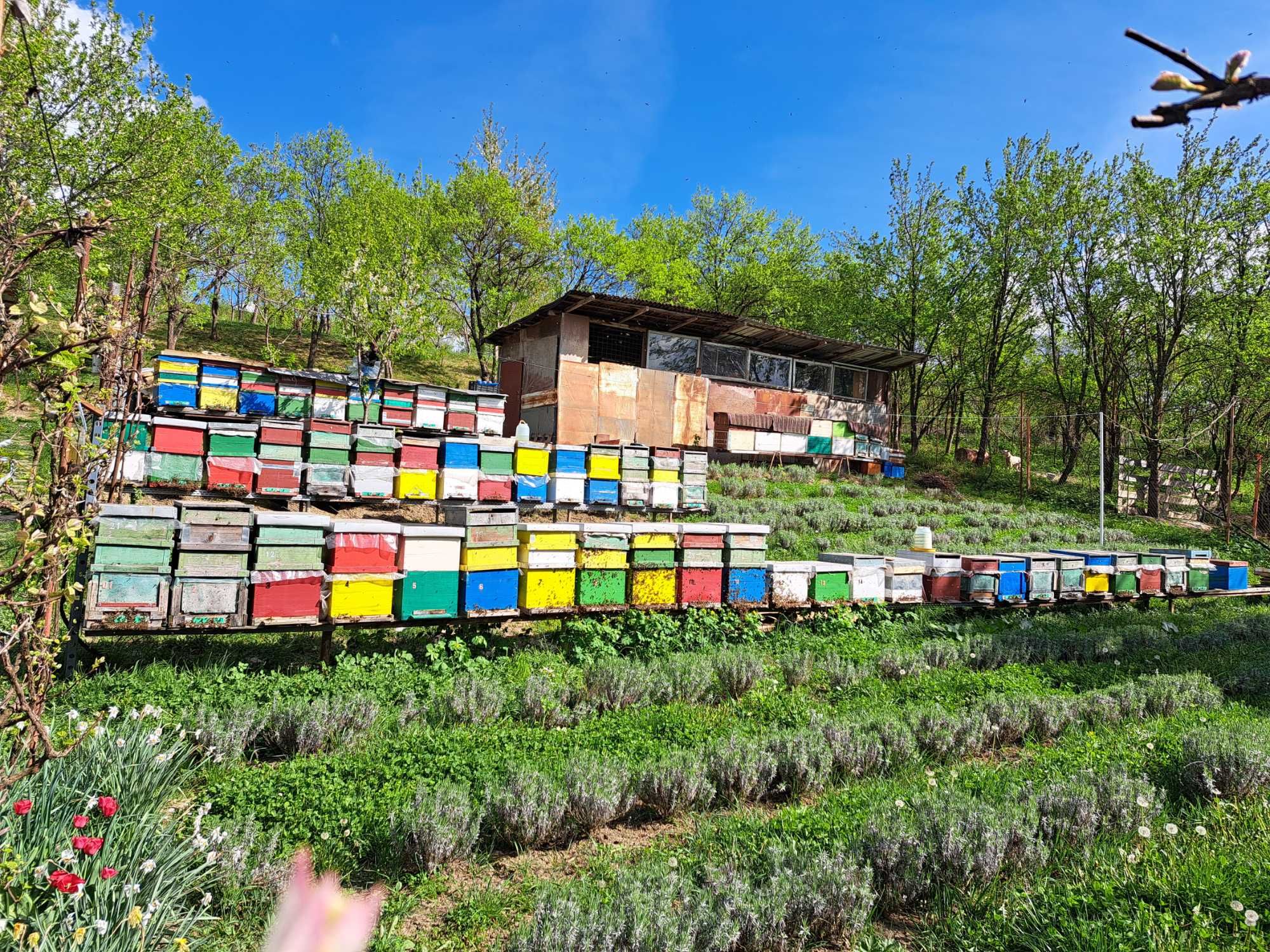 Vand 12 familii de albine