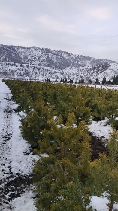 Саженцы сосна обыкновенная