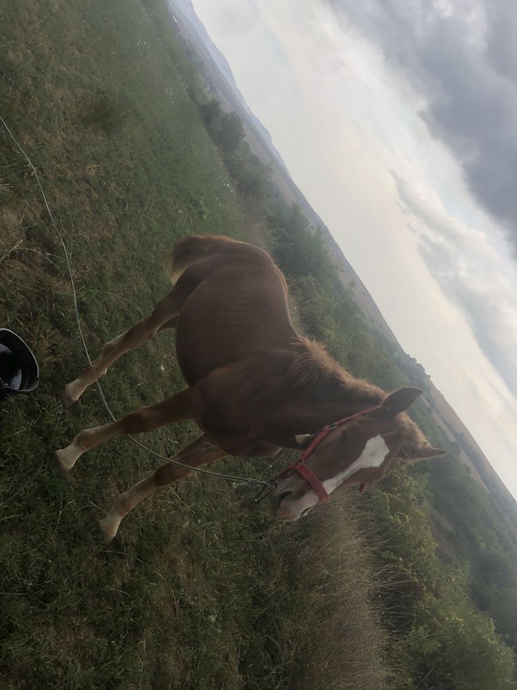 Manz de 5 luni îngrijit și frumos