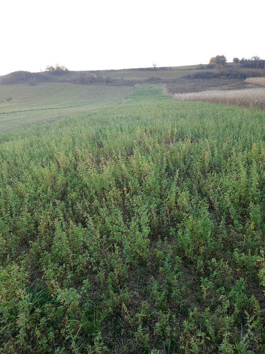 Lucernă  netăiată