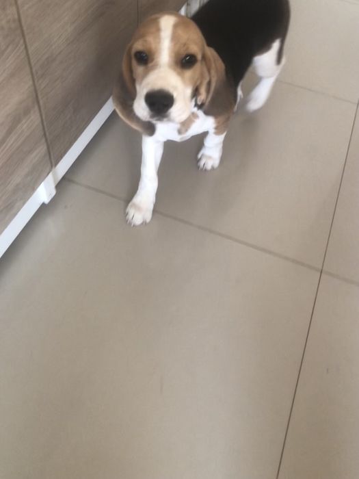 Donez pui de beagle !