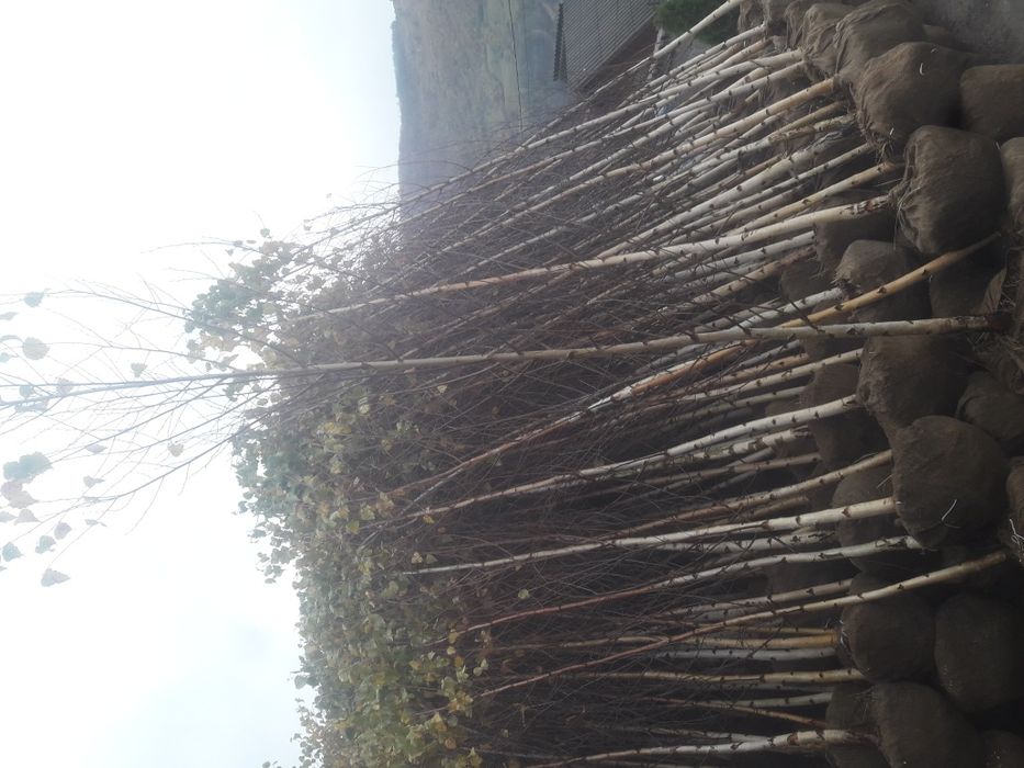 Paltin Stejar mesteacăn tei platan frasin etc