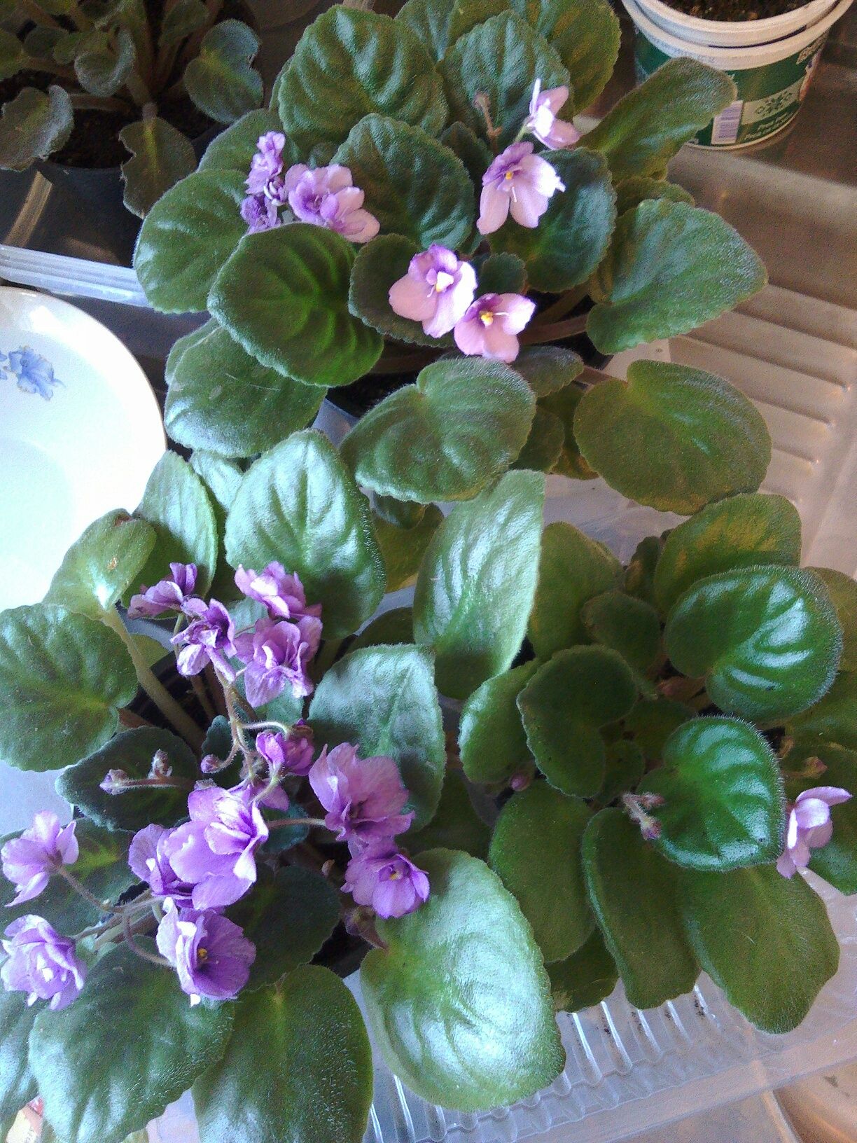 Flori kalanchoe, violete, craciunite, crinul pacii.