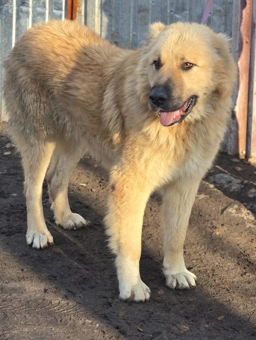 КомПаНьенЫ, Охранники,ЗвоНочкИ