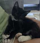Pisic pentru adoptie