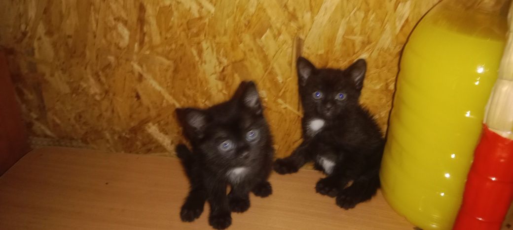 Котята 2 месяца мальчики