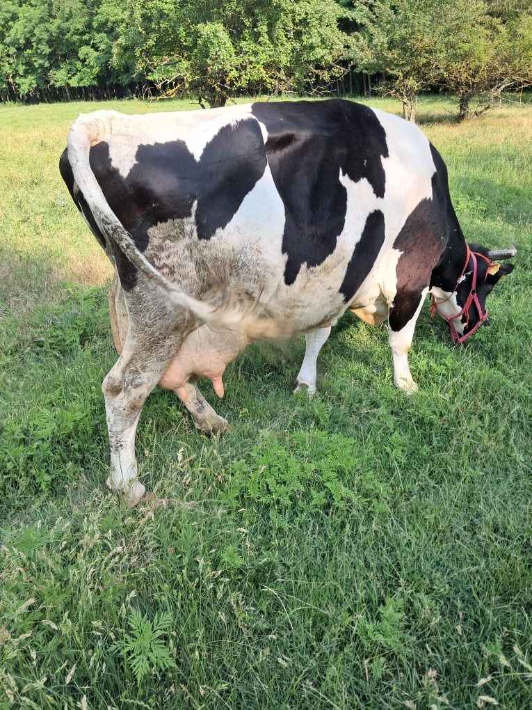 De vânzare vaca  fătată recent