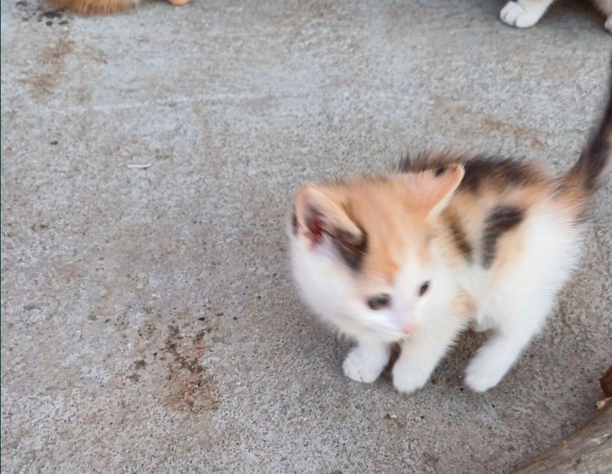 Котенок  Жанаконыс