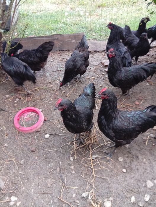 Vând 9 cocosi australorp