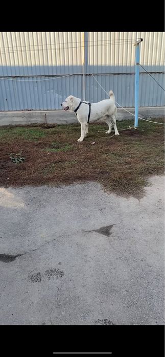 Алабай на вязку