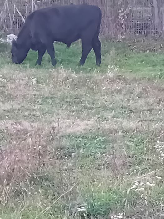 Taur Angus Pedeegre castrat