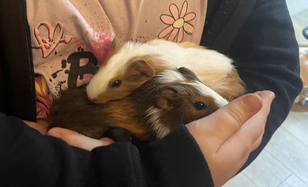 Морские свинки добродушный животные.