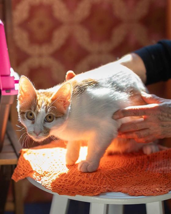 Мъжко коте на 6 месеца търси дом