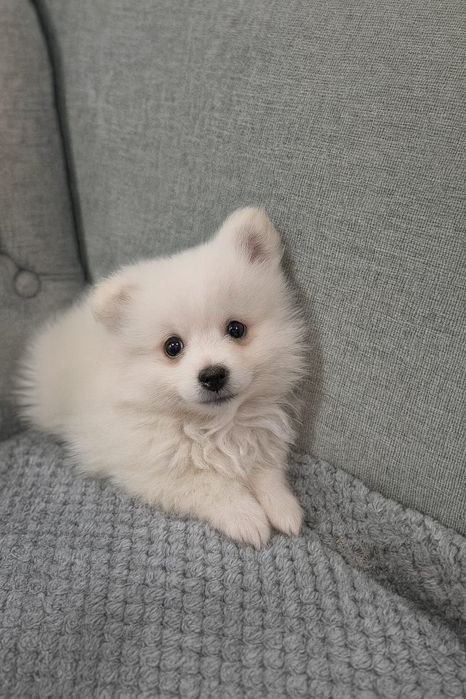 Pomeranian Mini Toy - 8 săptămâni, alb și adorabil.
