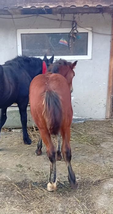 Mînză semigreu romanesc