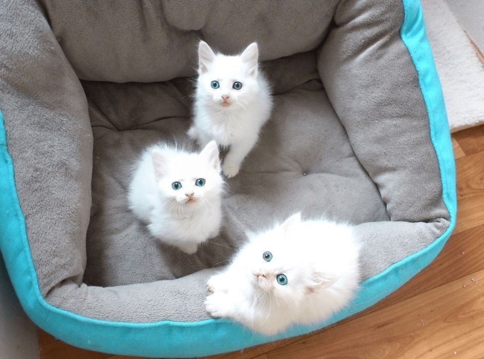 Turk Angora mushukchalari