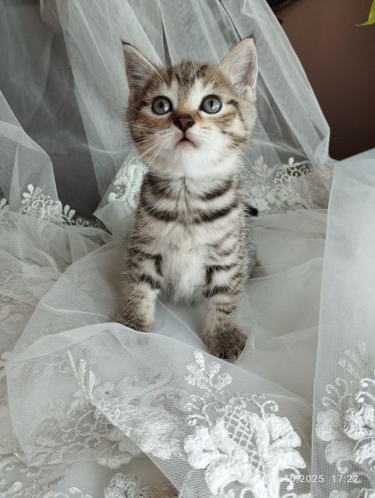 Отдам котят в добрые руки