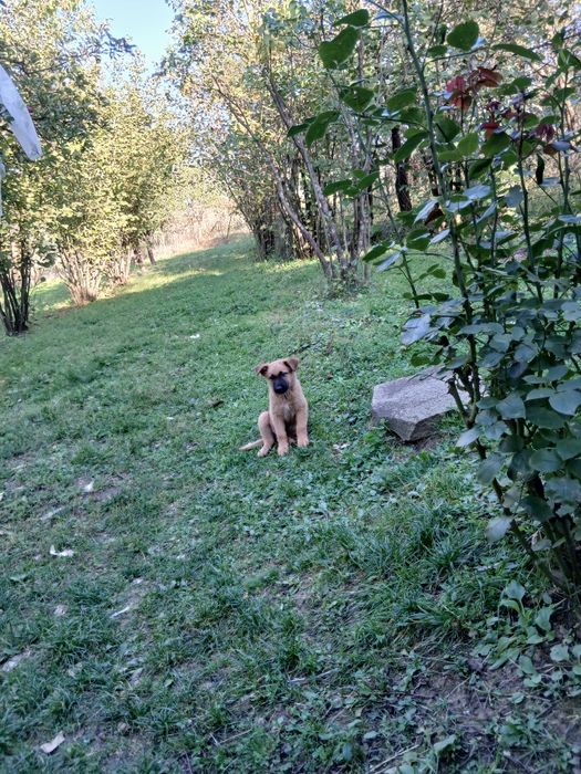 Căței de rasă mixtă caută o nouă locuință, căței au 8 săptămâni mănânc